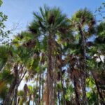listing image thumbnail with ID 77920