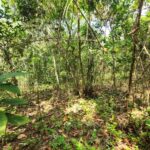 listing image thumbnail with ID 87176