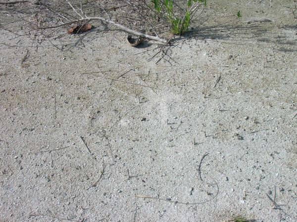 listing image with ID 107232