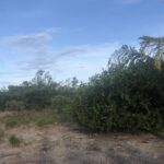 listing image thumbnail with ID 94768