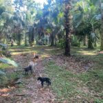 listing image thumbnail with ID 97994