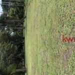 listing image thumbnail with ID 85933