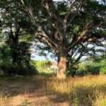 listing image thumbnail with ID 78938