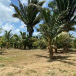 listing image thumbnail with ID 104684
