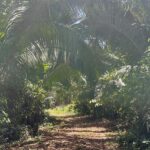 listing image thumbnail with ID 75842