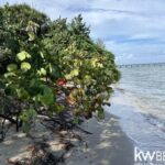 listing image thumbnail with ID 91809