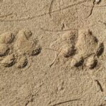listing image thumbnail with ID 84060