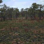 listing image thumbnail with ID 97650
