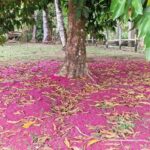 listing image thumbnail with ID 106605