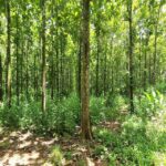 listing image thumbnail with ID 100260