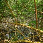 listing image thumbnail with ID 76097
