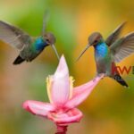 listing image thumbnail with ID 85936