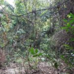 listing image thumbnail with ID 105741
