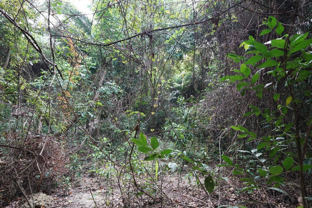 listing image with ID 105741