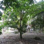 listing image thumbnail with ID 82847