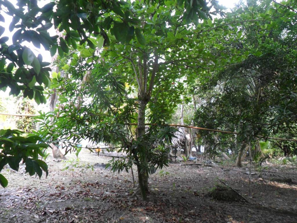listing image with ID 82847