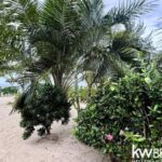 listing image thumbnail with ID 77705
