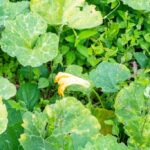 listing image thumbnail with ID 104708