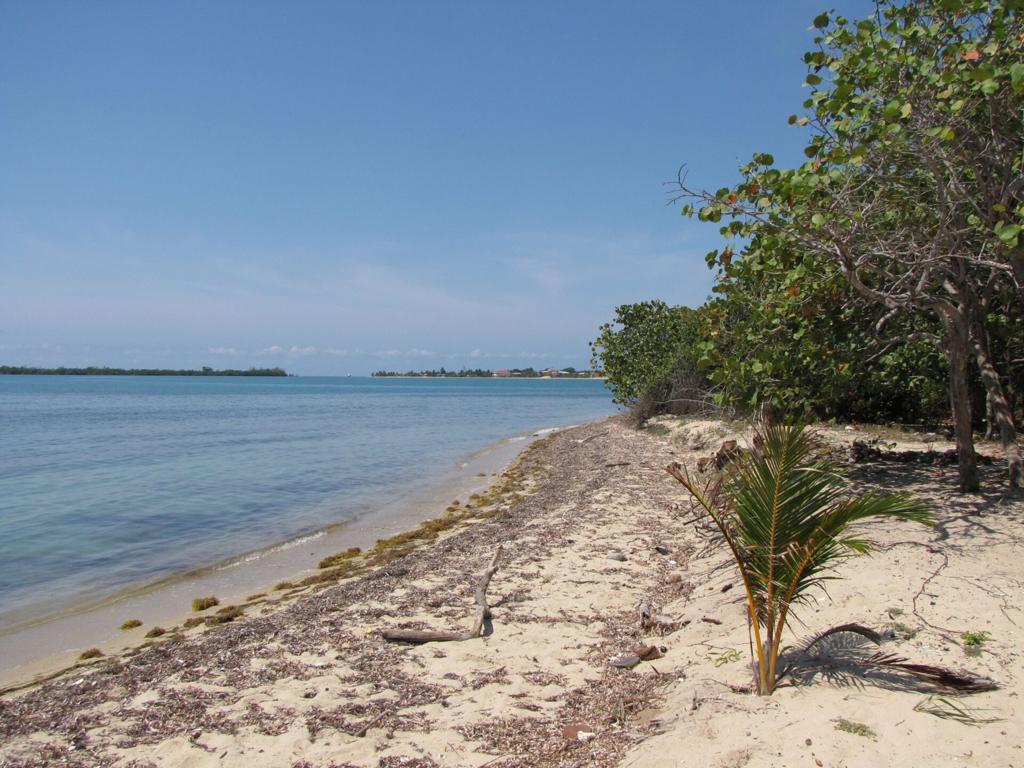 listing image with ID 99101