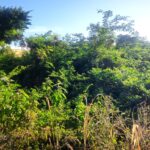 listing image thumbnail with ID 102366