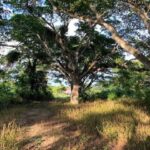 listing image thumbnail with ID 78937