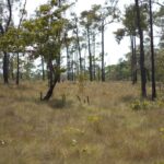 listing image thumbnail with ID 80337