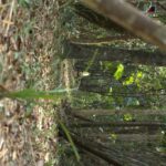 listing image thumbnail with ID 80339