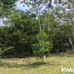 listing image thumbnail with ID 106997
