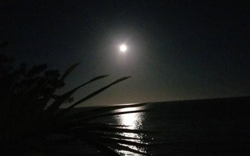 listing image with ID 88417