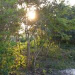 listing image thumbnail with ID 95283