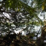 listing image thumbnail with ID 82836