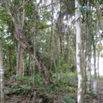 listing image thumbnail with ID 78065