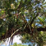 listing image thumbnail with ID 106619