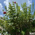 listing image thumbnail with ID 107097