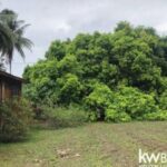 listing image thumbnail with ID 106976