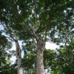 listing image thumbnail with ID 104676