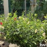 listing image thumbnail with ID 107098
