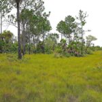 listing image thumbnail with ID 82675