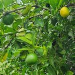 listing image thumbnail with ID 106286