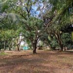 listing image thumbnail with ID 106616
