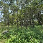 listing image thumbnail with ID 101831