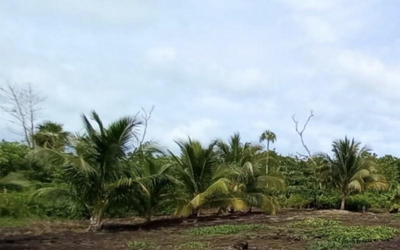 listing image with ID 86253
