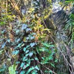 listing image thumbnail with ID 78429