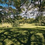 listing image thumbnail with ID 74542