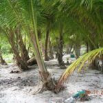 listing image thumbnail with ID 93169