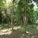 listing image thumbnail with ID 78542