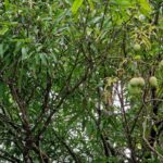 listing image thumbnail with ID 76074