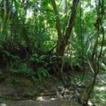 listing image thumbnail with ID 86741