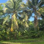 listing image thumbnail with ID 99277