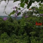 listing image thumbnail with ID 83470